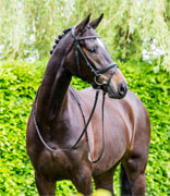 Serafina D